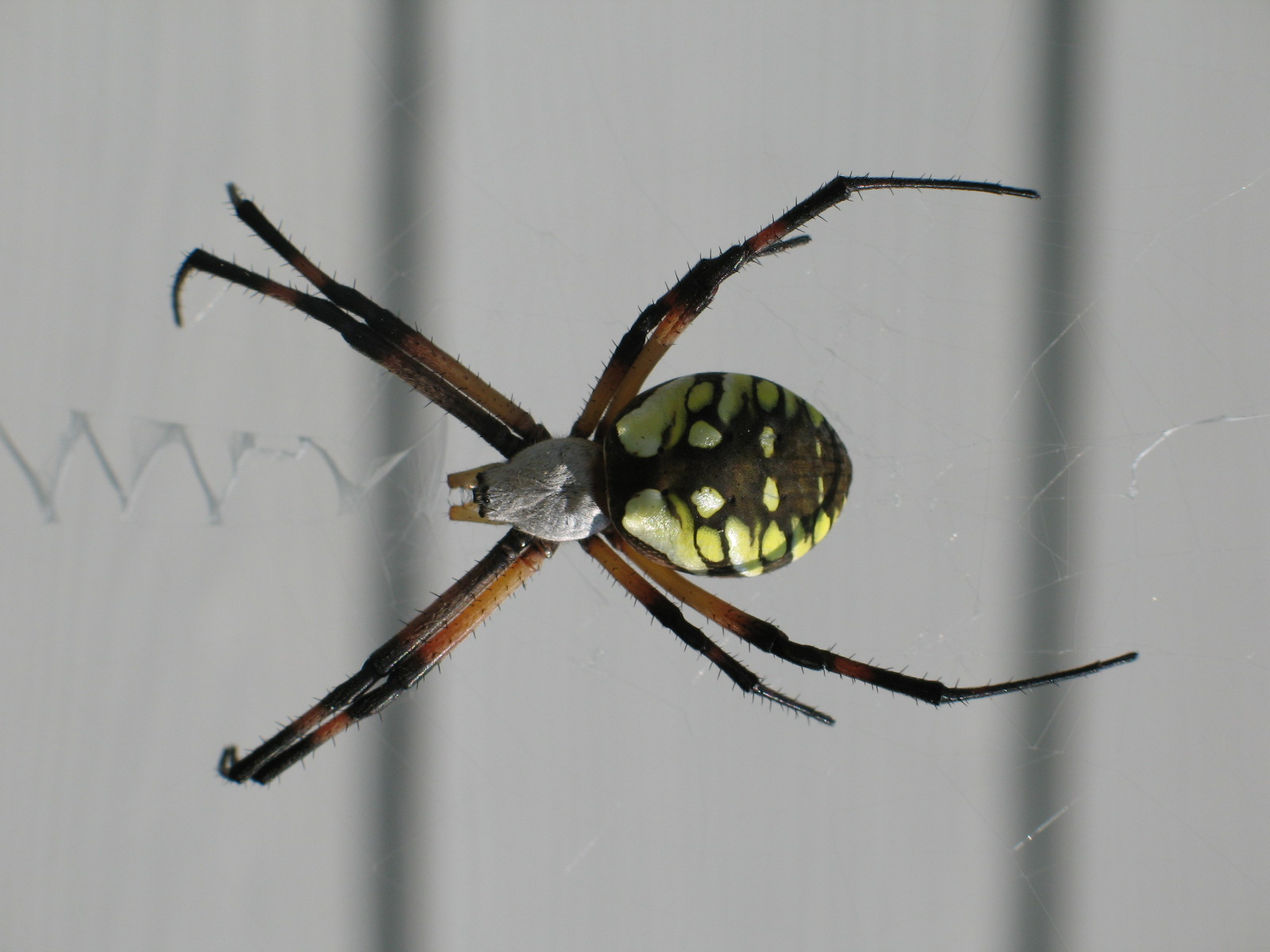 Spiders Of Georgia
